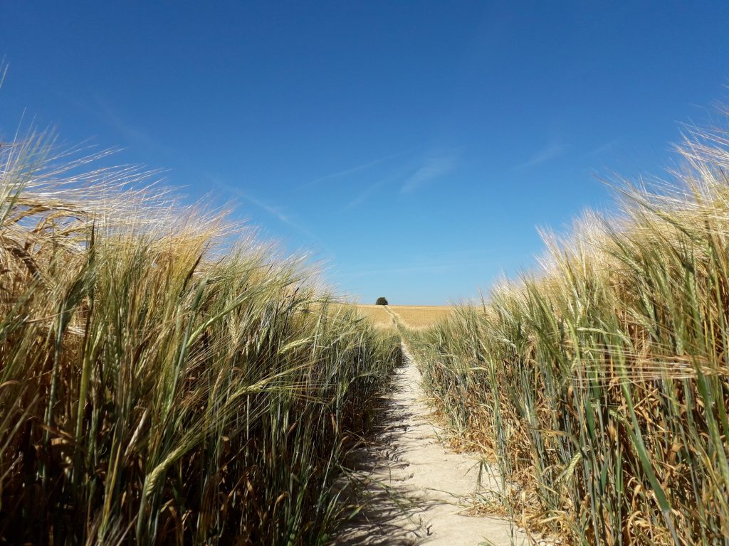 Barley Field - Henry Rothwell